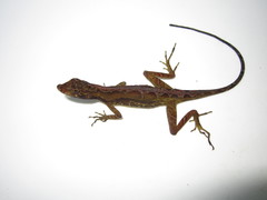 Anolis trachyderma