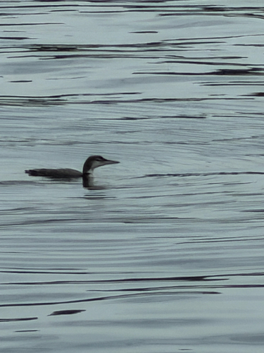 Common Loon