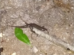 Desmognathus conanti