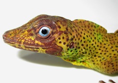 Anolis transversalis
