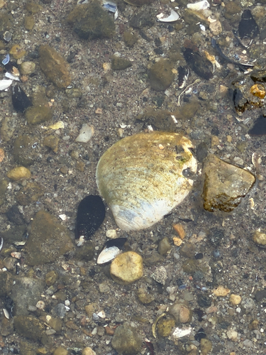 Quahog Clam