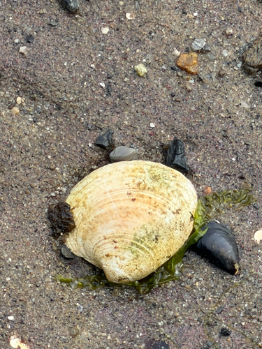 Quahog Clam