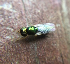 Microchrysa flaviventris