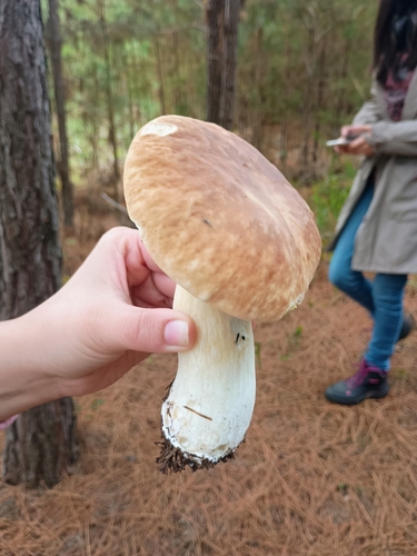 King Bolete