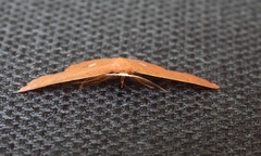 Cosymbiini