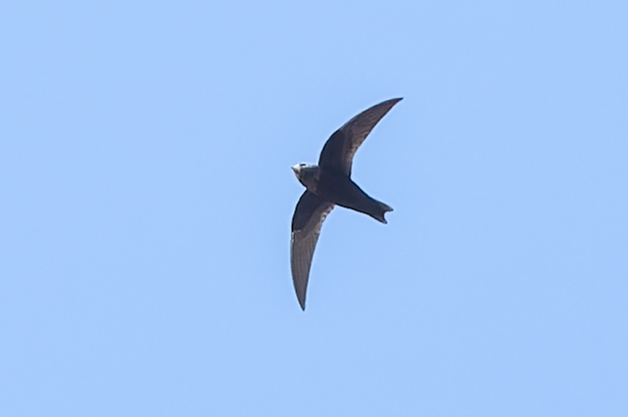 American Black Swift (Cypseloides niger), photo 2