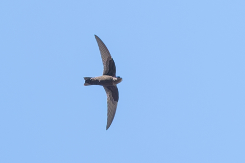 American Black Swift (Cypseloides niger), photo 1