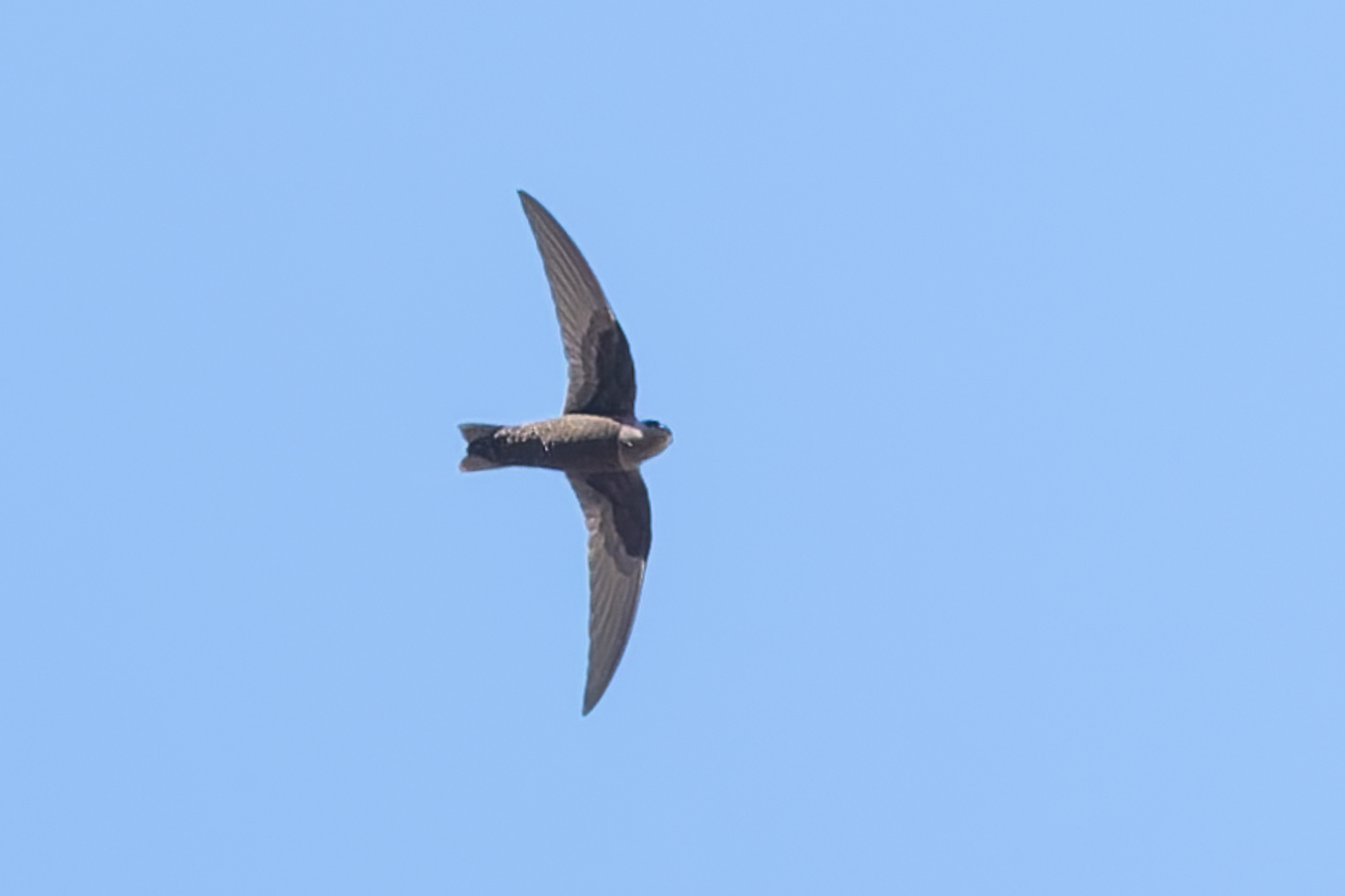 American Black Swift (Cypseloides niger), photo 1