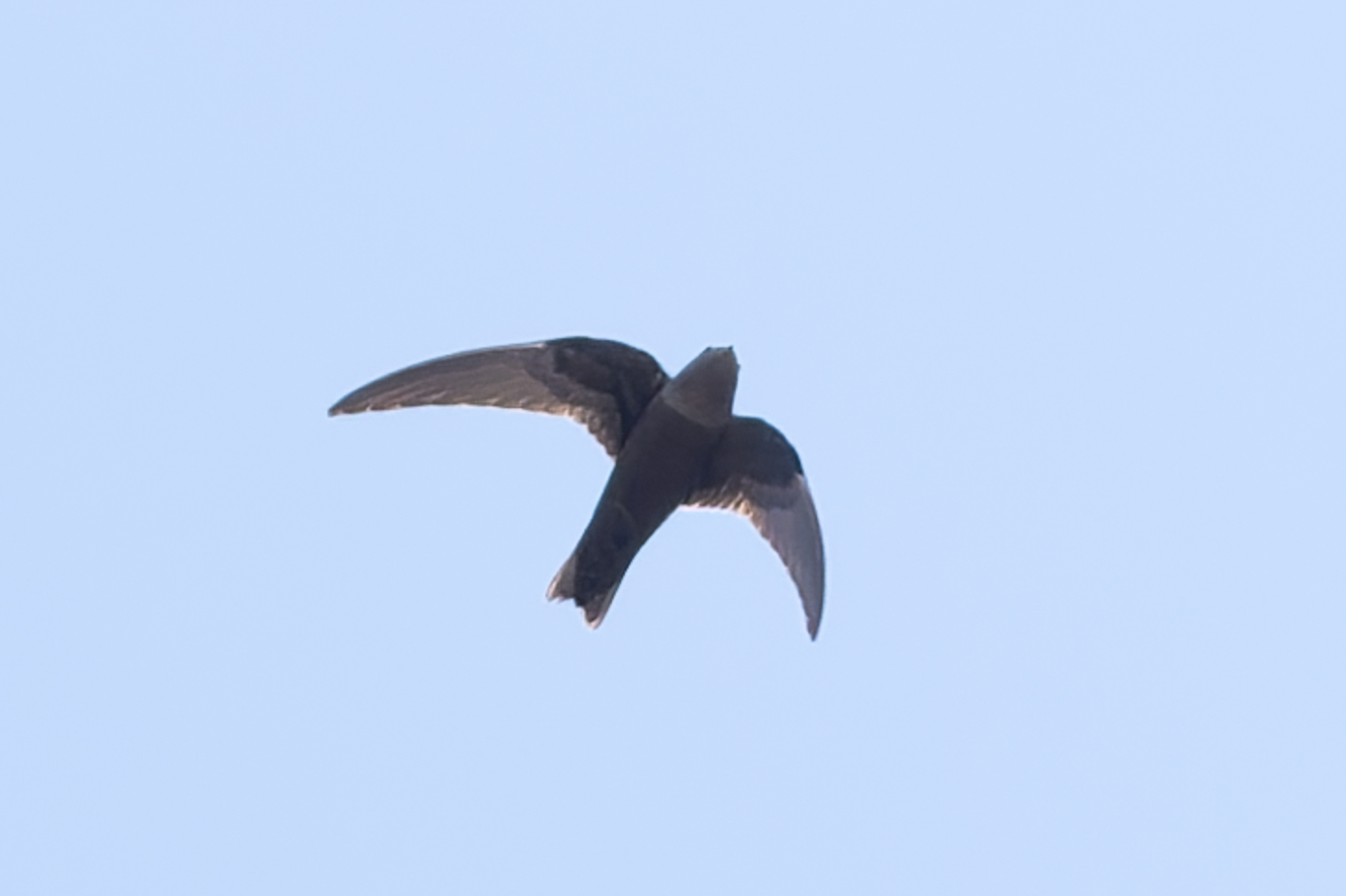 American Black Swift (Cypseloides niger), photo 3