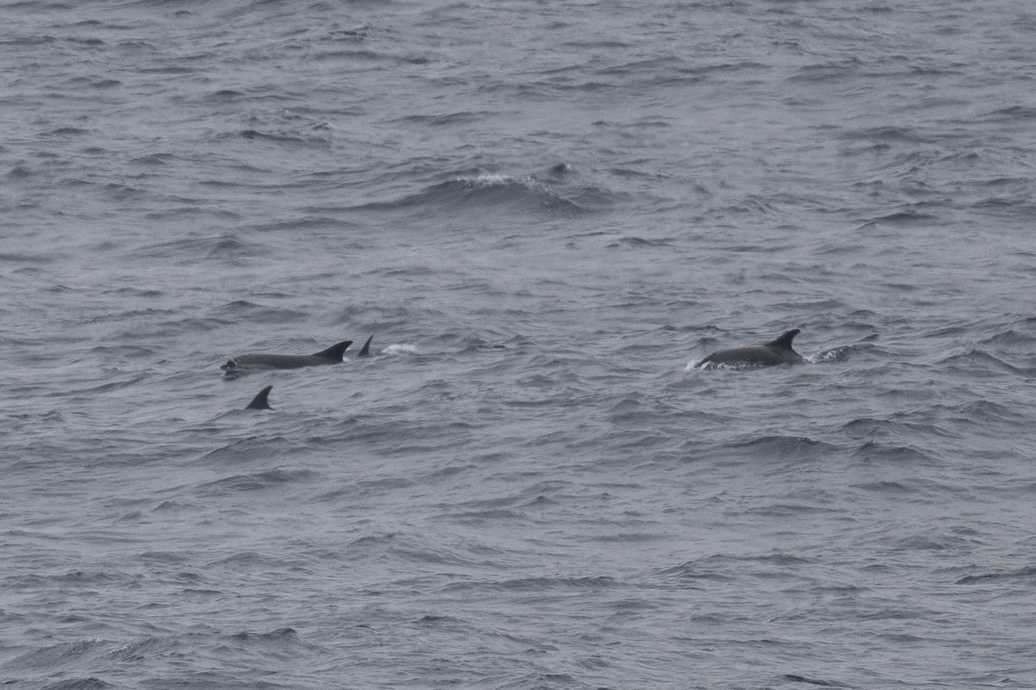 Lagenorhynchus acutus