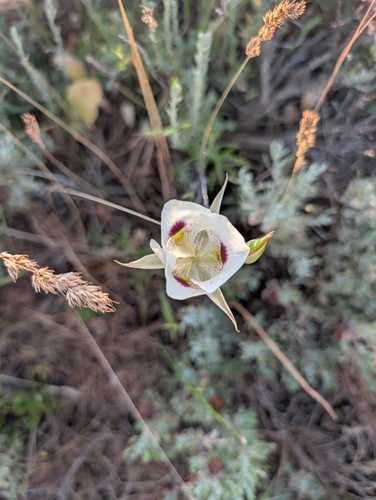 white mariposa lily