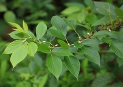 Dendrolobium triangulare