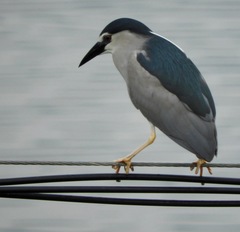 Nycticorax nycticorax