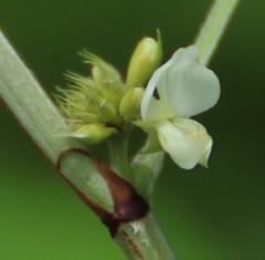 Dendrolobium triangulare