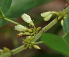 Dendrolobium triangulare