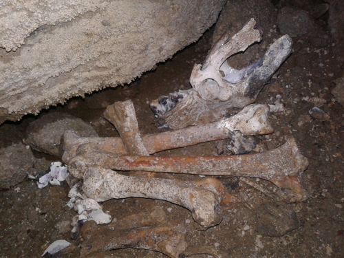 Dinornithidae