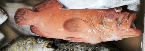 Cephalopholis sonnerati observed 2026-05-31