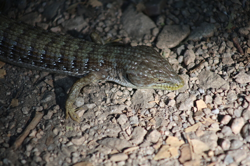 iNaturalist observation photo of Southern Alligator Lizard