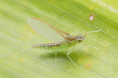 Cloeon bengalense