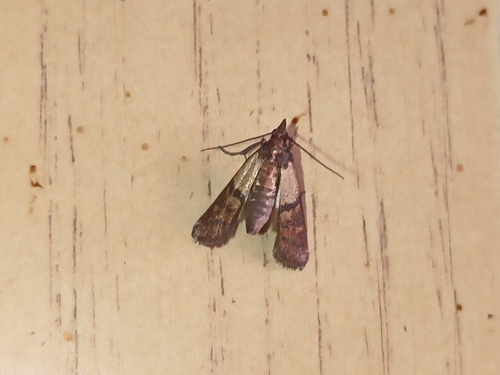 Indian-Meal Moth