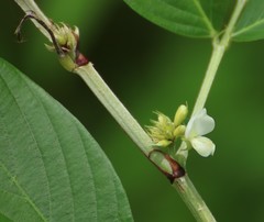 Dendrolobium triangulare