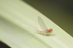 Cloeon bengalense