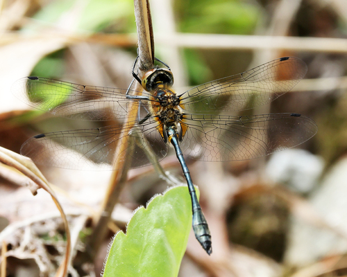 Racket-tailed Emerald
