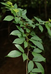 Dendrolobium triangulare