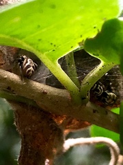 Sassacus lirios