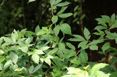 Dendrolobium triangulare