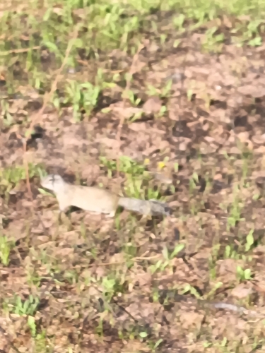 Franklin's Ground Squirrel observed by zachleeper