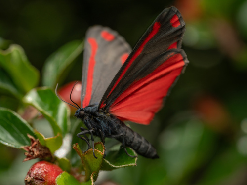 Cinnabar moth photo 6