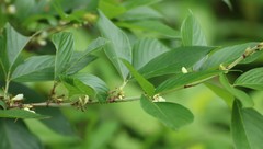 Dendrolobium triangulare