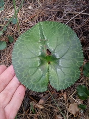 Cyclamen africanum image