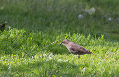 Sturnus vulgaris