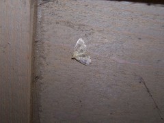 Crocidophora serratissimalis