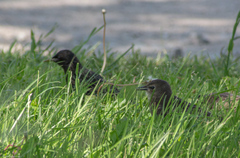 Sturnus vulgaris