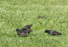 Sturnus vulgaris