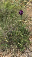 Iris filifolia