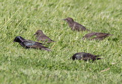 Sturnus vulgaris