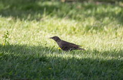 Sturnus vulgaris