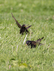 Sturnus vulgaris