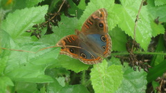 Junonia evarete