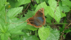 Junonia evarete
