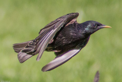 Sturnus vulgaris