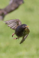 Sturnus vulgaris