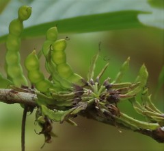 Dendrolobium triangulare