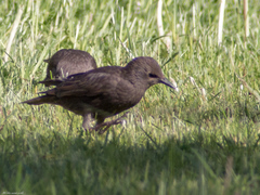 Sturnus vulgaris