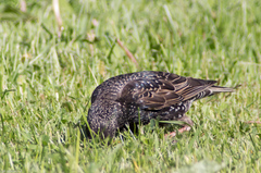 Sturnus vulgaris