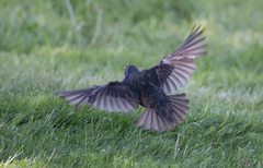 Sturnus vulgaris
